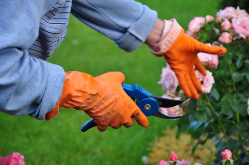 Signs your tree needs removal