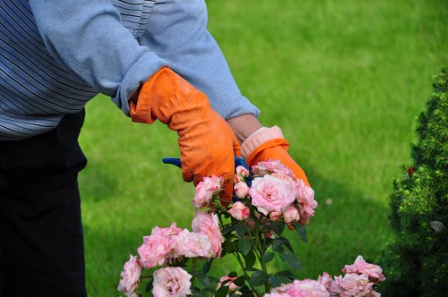 Protecting young poplar trees during winter